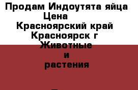 Продам Индоутята яйца › Цена ­ 350 - Красноярский край, Красноярск г. Животные и растения » Птицы   